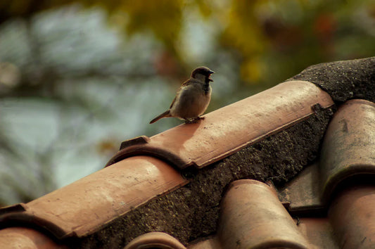 Essential Maintenance Tips for Keeping Your Roof Spoiler in Top Condition